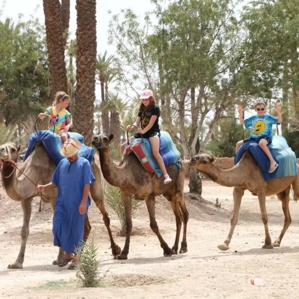 Balade en dromadaire au Palmeraie Marrakech