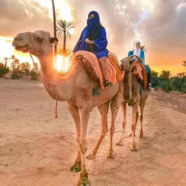 Balade en dromadaire au coucher de soleil Palmeraie Marrakech